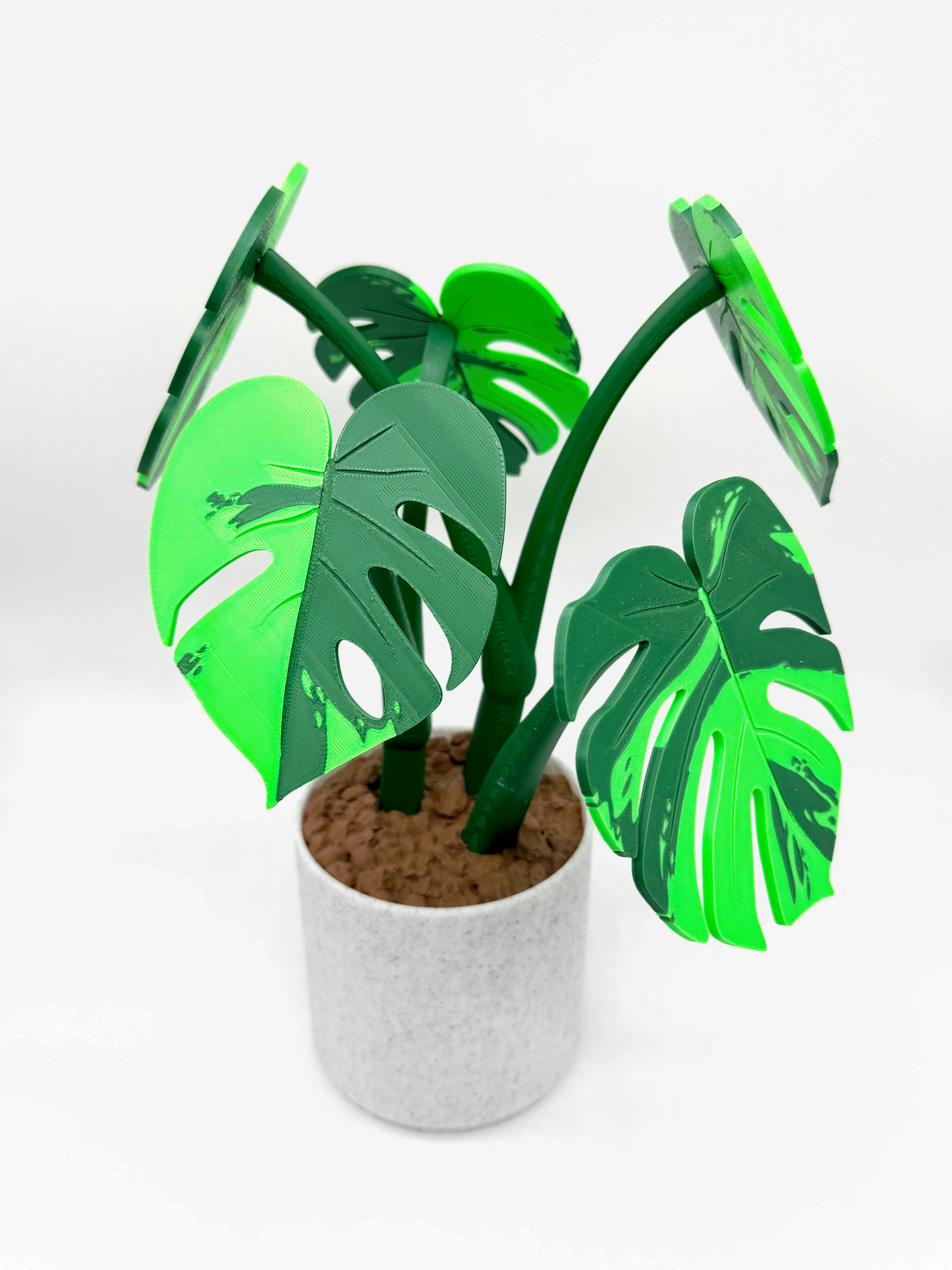 Coasterra- Monstera plant Coaster Set