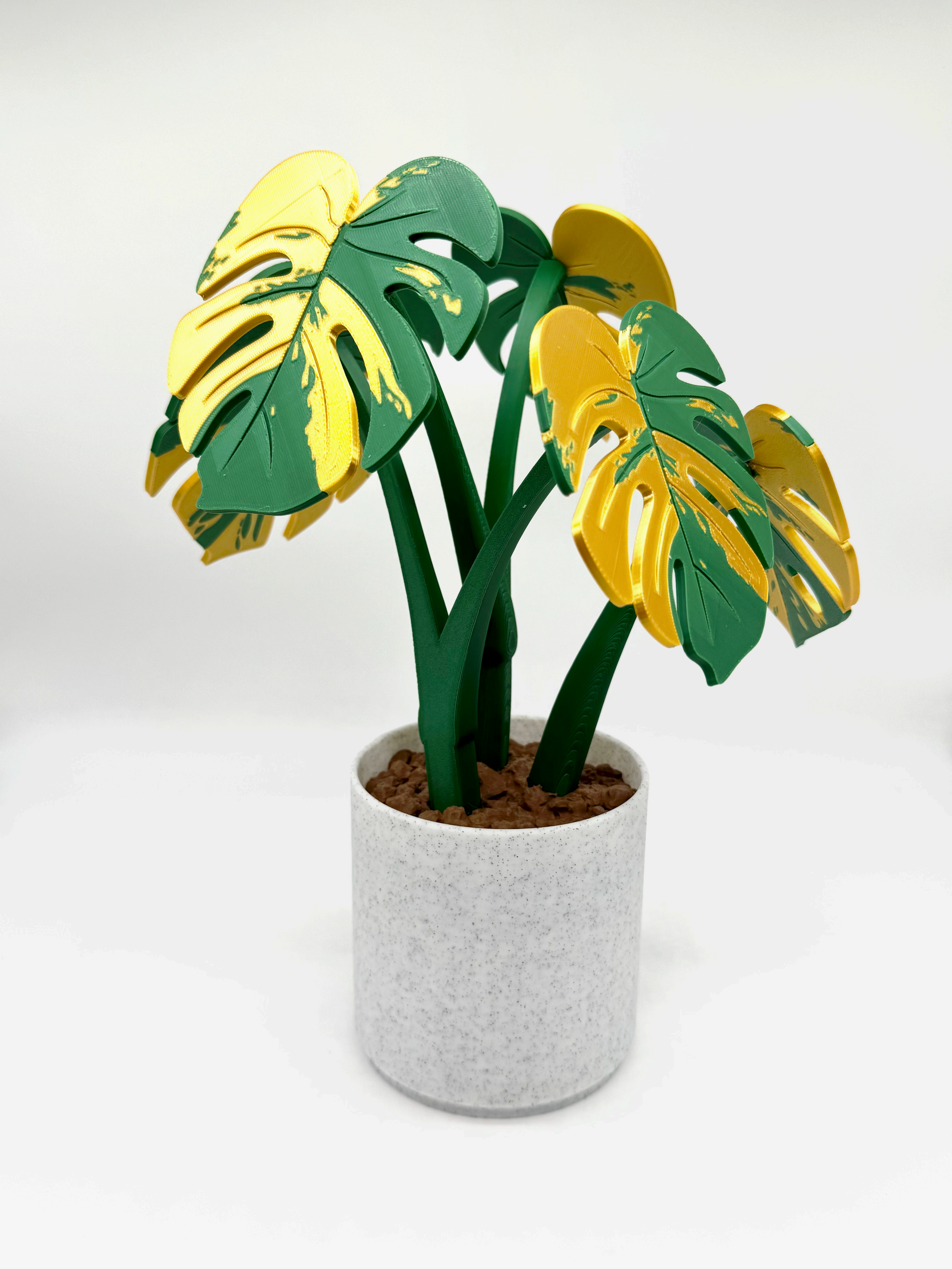 monstera borsigiana kaufen Monstera deliciosa borsigiana variegata aurea (2/3 Leaves) main image 1