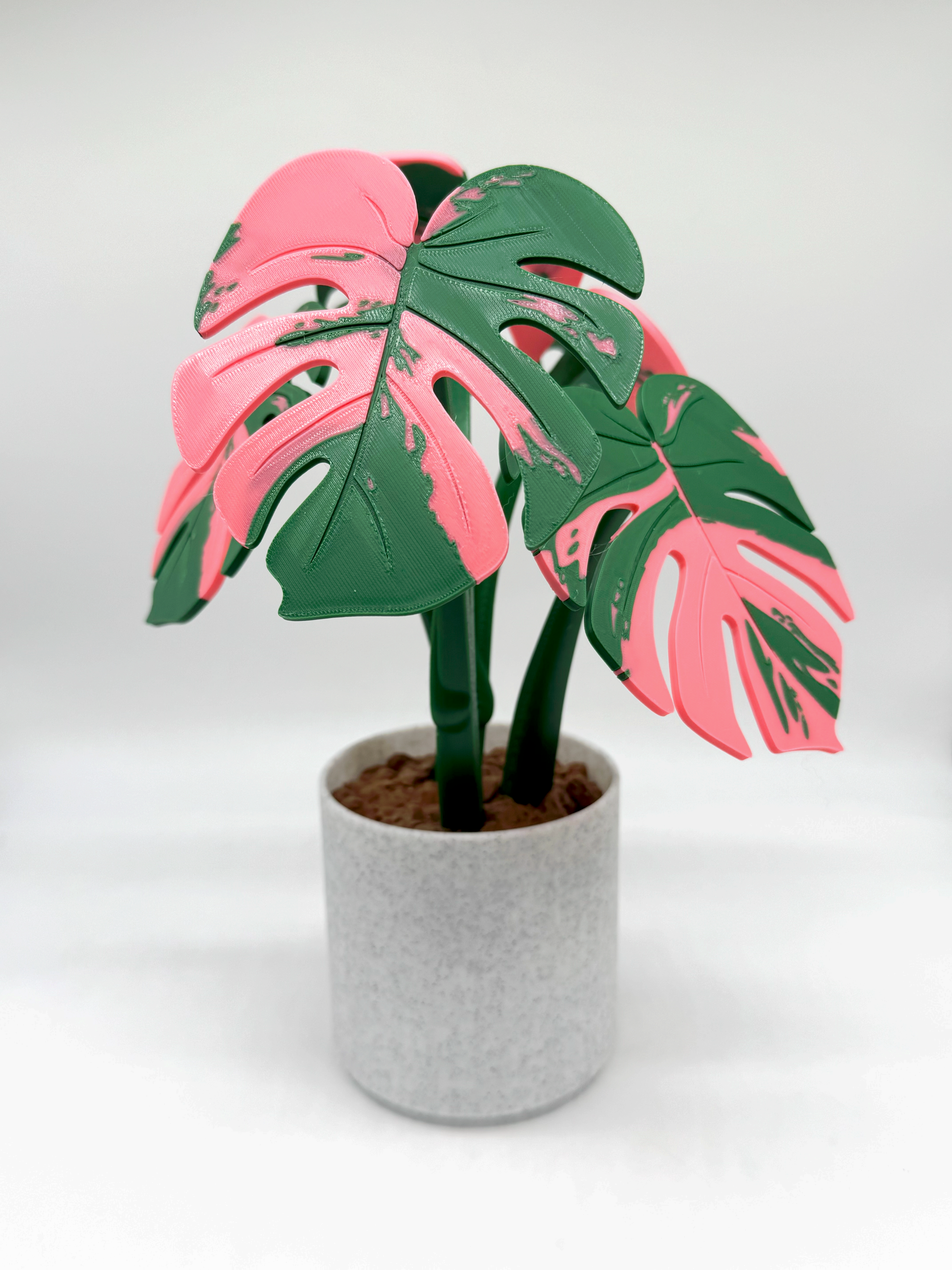 monstera plant pink Coasterra- Monstera plant Coaster Set – Bumpa Built
